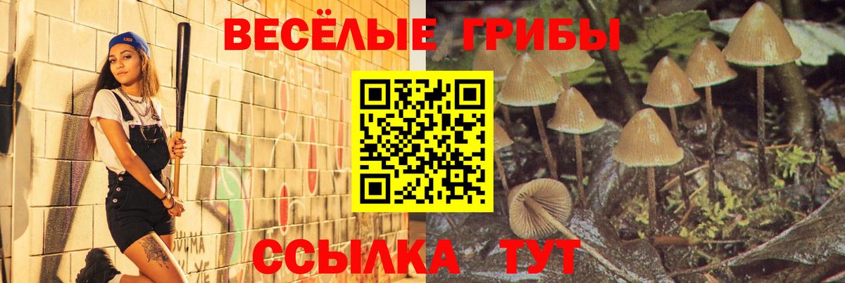 Галлюциногенные грибы Psilocybe Новошахтинск